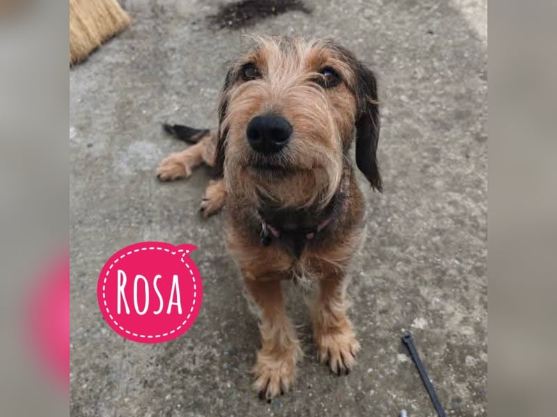 Rosa