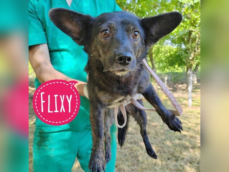 Flixy leidet sehr