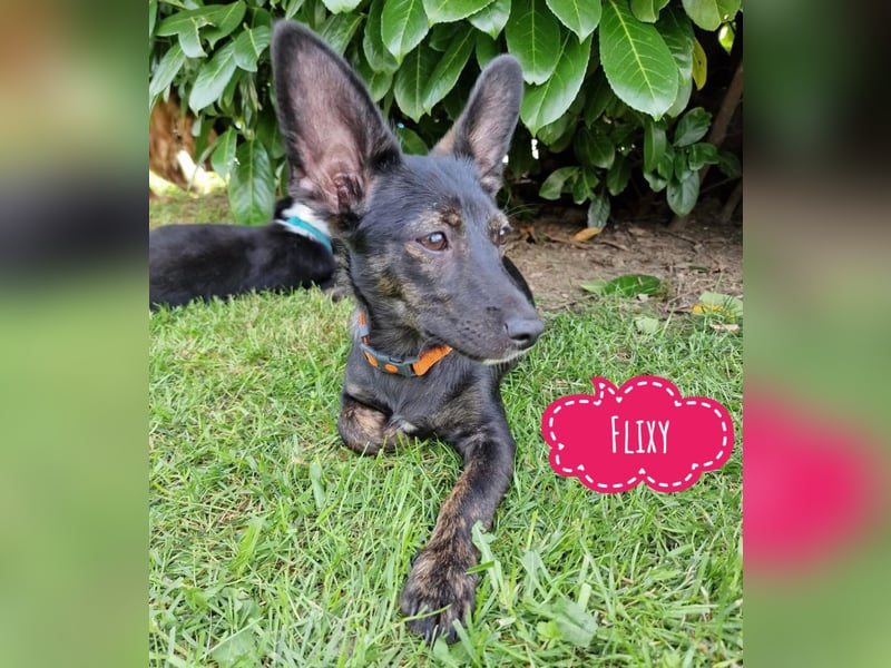 Flixy leidet sehr