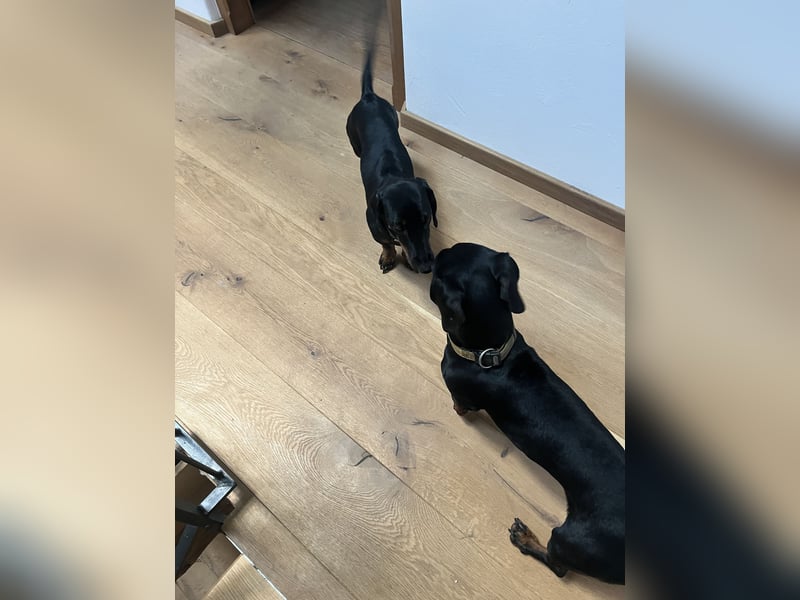 Dackel Welpen Black Tan