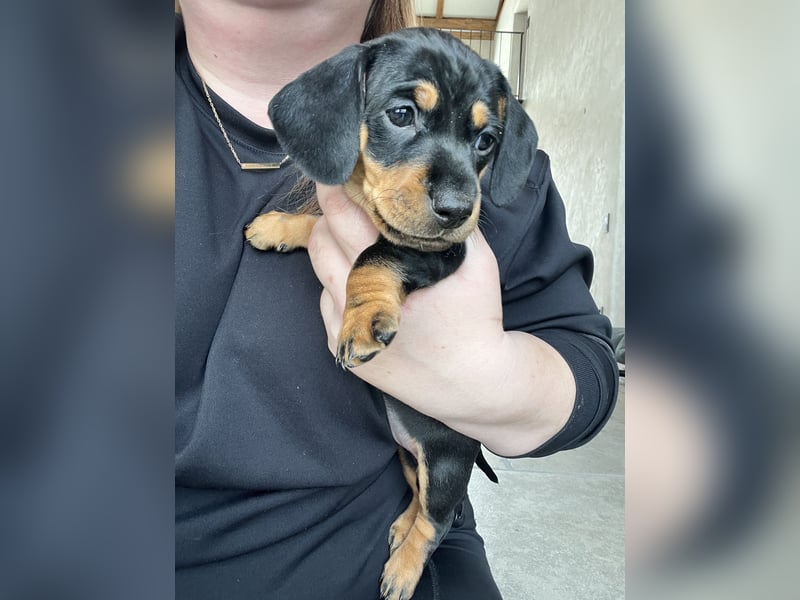 Dackel Welpen Black Tan