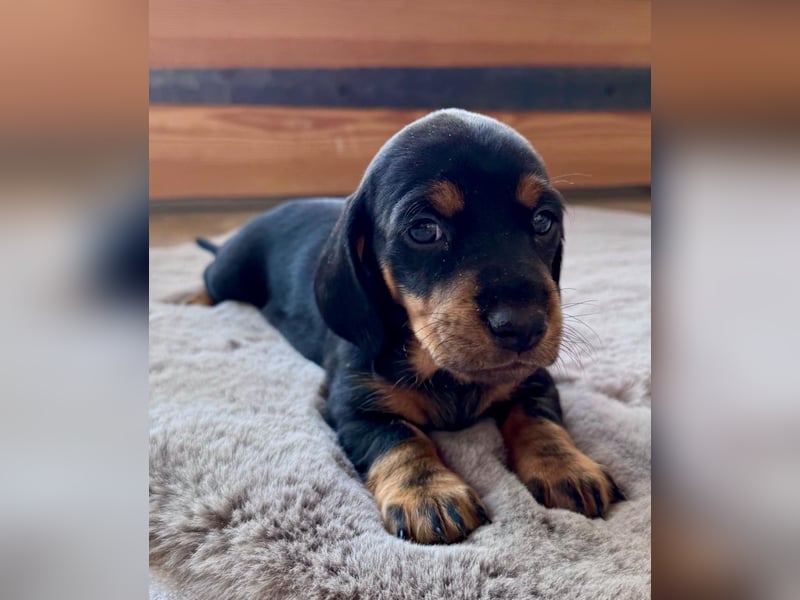 Dackel Welpen Black Tan
