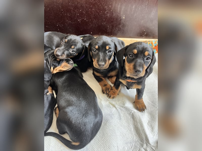 Dackel Welpen Black Tan