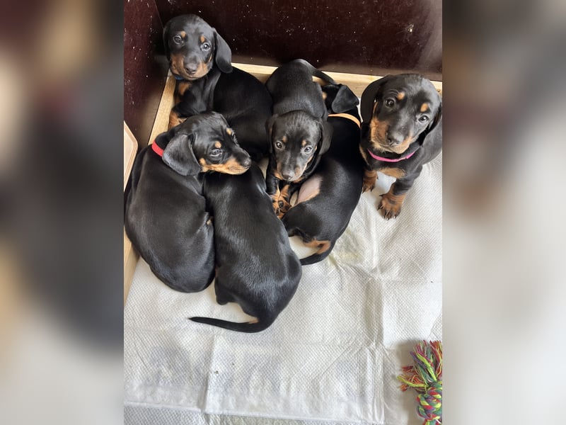 Dackel Welpen Black Tan
