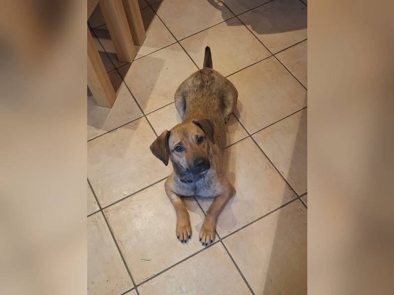 Holly Dackel Mischling Hündin Junghund sucht Zuhause für immer