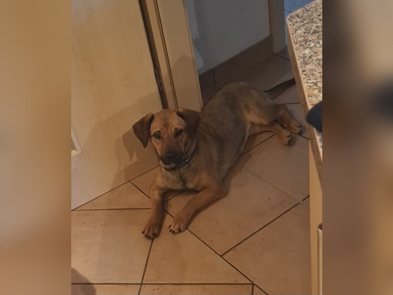 Holly Dackel Mischling Hündin Junghund sucht Zuhause für immer