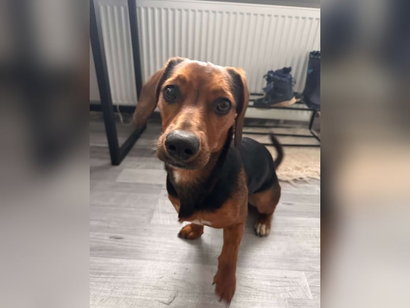 Liebe Dackelmischlingshündin Lili sucht ihre Menschen