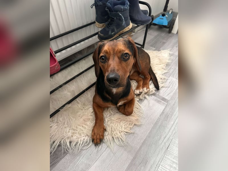 Liebe Dackelmischlingshündin Lili sucht ihre Menschen
