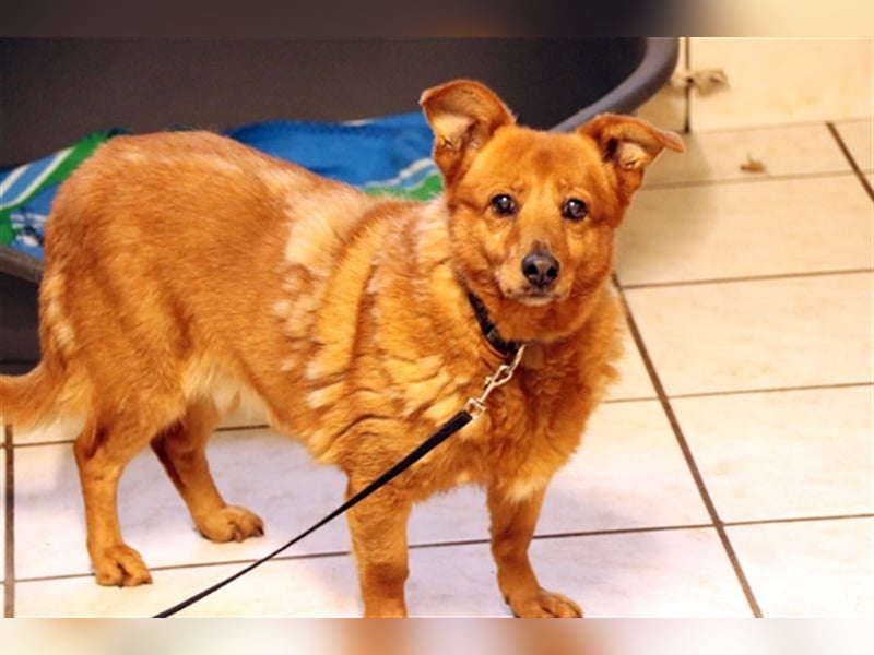 Leta,Dackel-Mix-Hündin, geb. 2012, kleine, ängstliche Hundedame