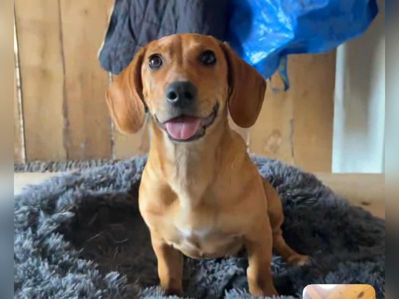 Honey, geboren 01.01.2025, 32cm sucht ihr für immer Zuhause