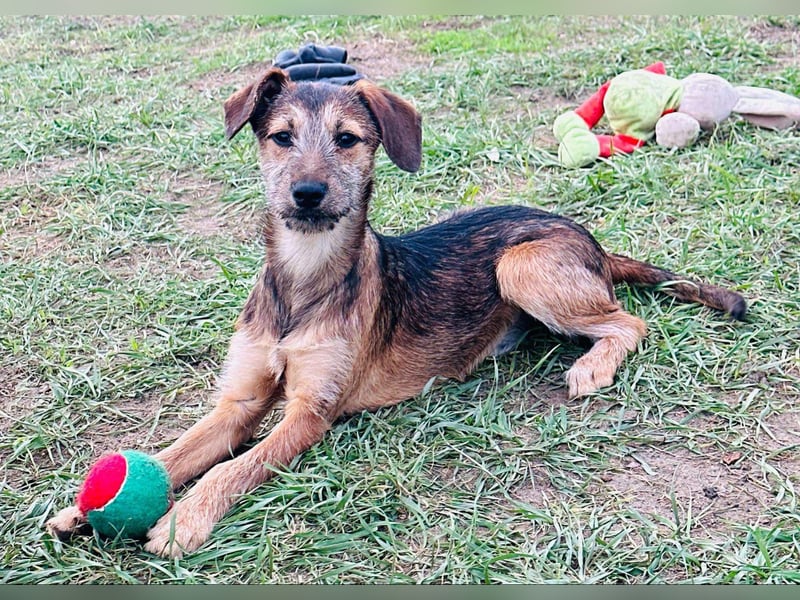 Tango, 7 Monate, 36cm sucht ihre Chance