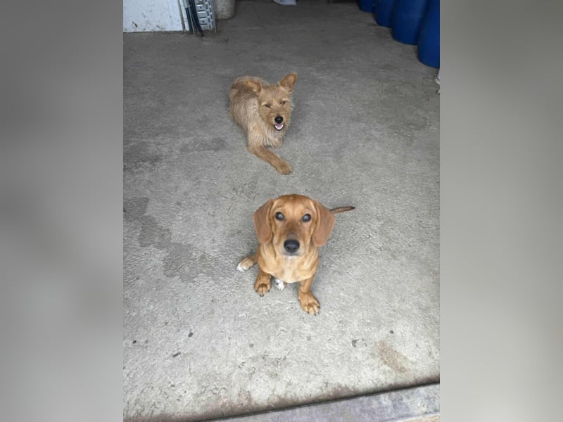 Honey, geboren 01.01.2025, 32cm sucht ihr für immer Zuhause