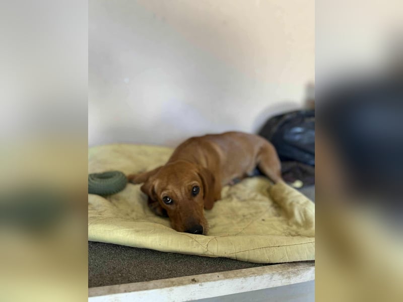Honey, geboren 01.01.2025, 32cm sucht ihr für immer Zuhause