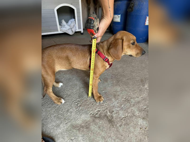 Honey, geboren 01.01.2025, 32cm sucht ihr für immer Zuhause