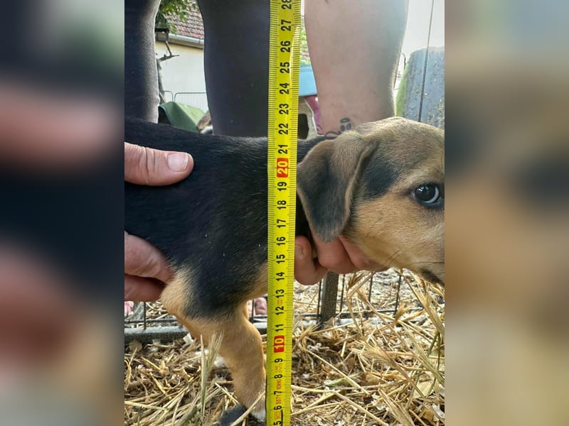 Patricia, geboren 10.04.2025, 22cm sucht ihr Zuhause