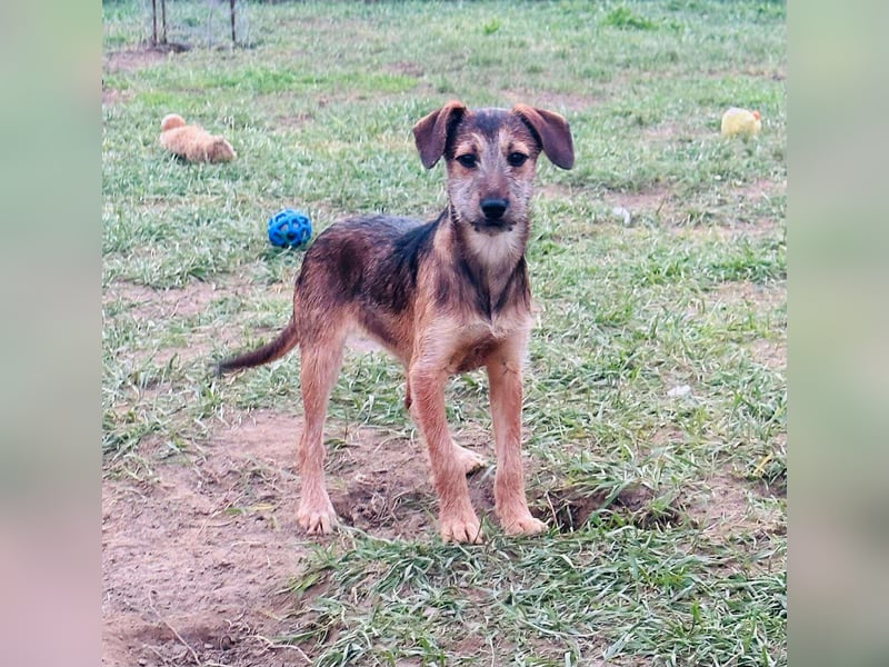 Tango, 7 Monate, 36cm sucht ihre Chance