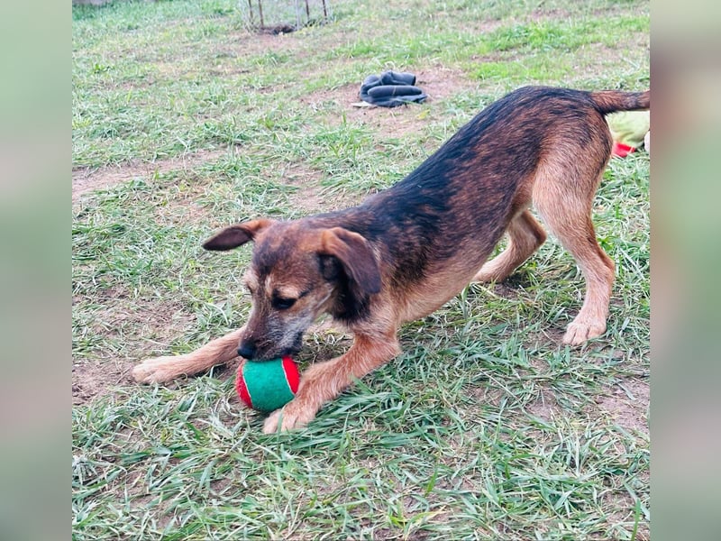 Tango, 7 Monate, 36cm sucht ihre Chance