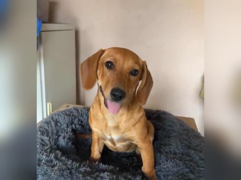 Honey, geboren 01.01.2025, 32cm sucht ihr für immer Zuhause