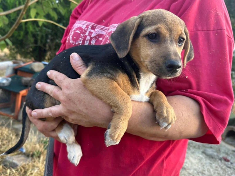 Patricia, geboren 10.04.2025, 22cm sucht ihr Zuhause