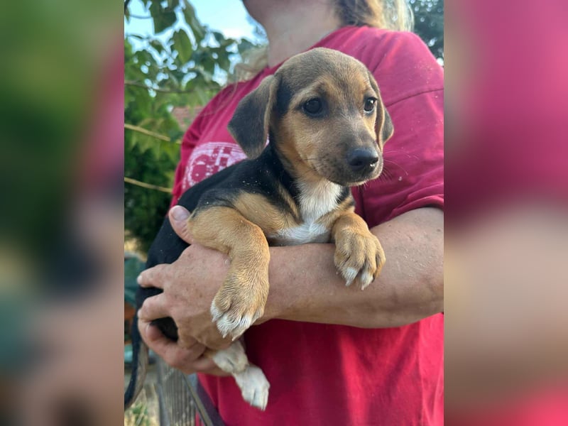Patricia, geboren 10.04.2025, 22cm sucht ihr Zuhause