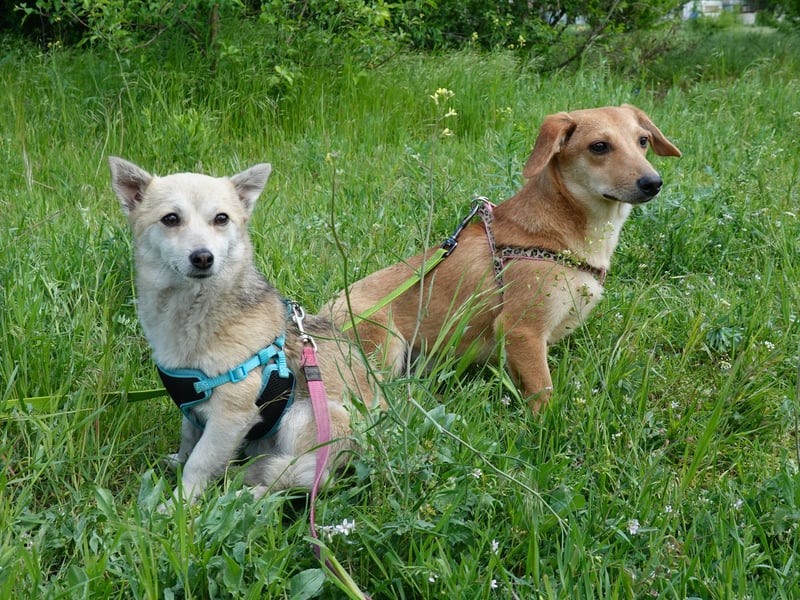 Zarte Amila sucht eine neue Familie