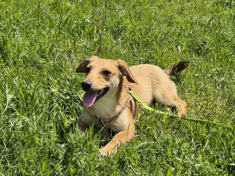 Zarte Amila sucht eine neue Familie