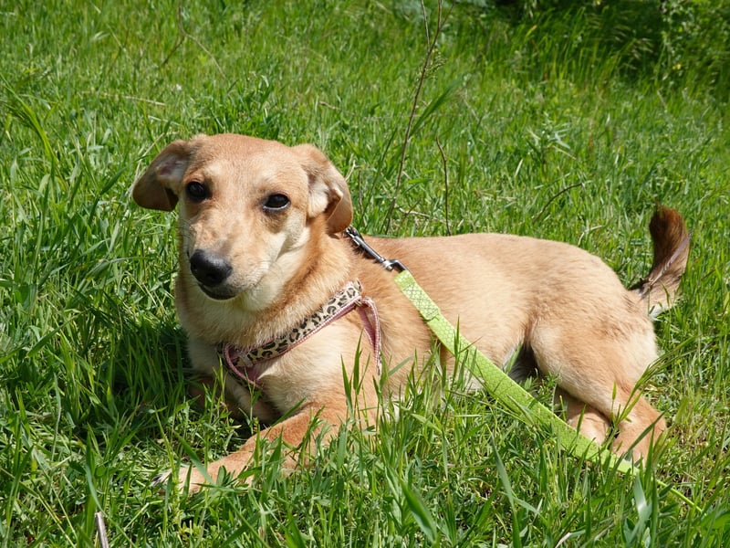 Zarte Amila sucht eine neue Familie
