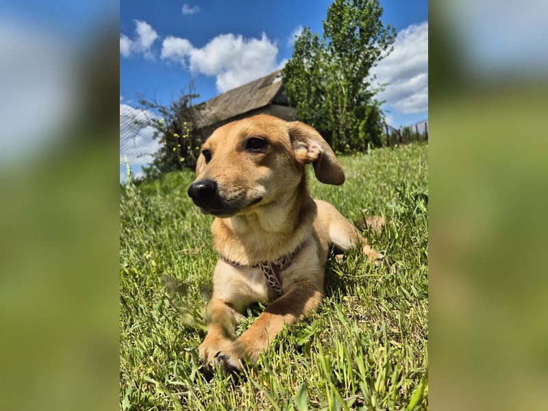 Zarte Amila sucht eine neue Familie