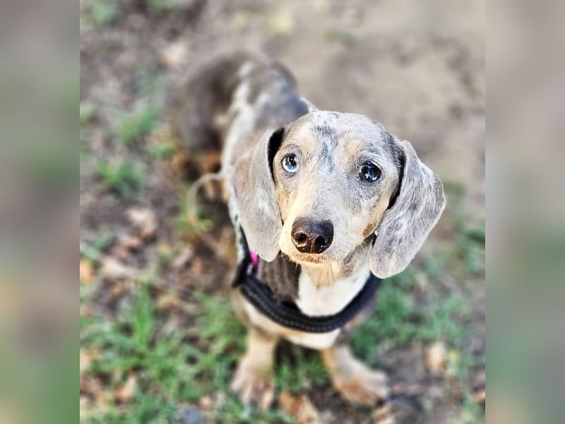Uschi ist ein Hund der leisen Töne