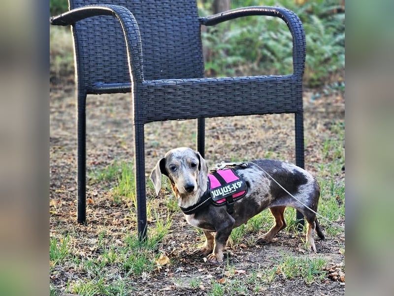 Uschi ist ein Hund der leisen Töne