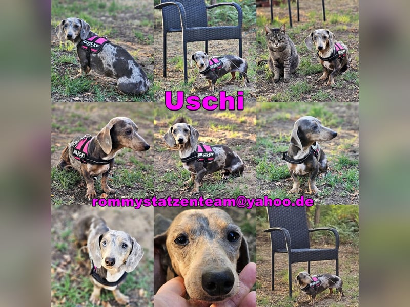 Uschi ist ein Hund der leisen Töne