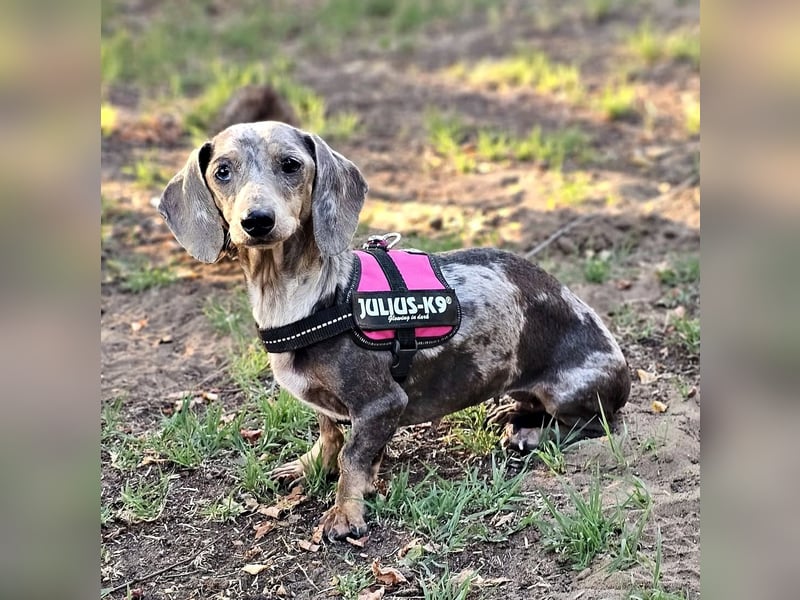 Uschi ist ein Hund der leisen Töne