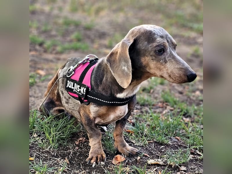 Uschi ist ein Hund der leisen Töne