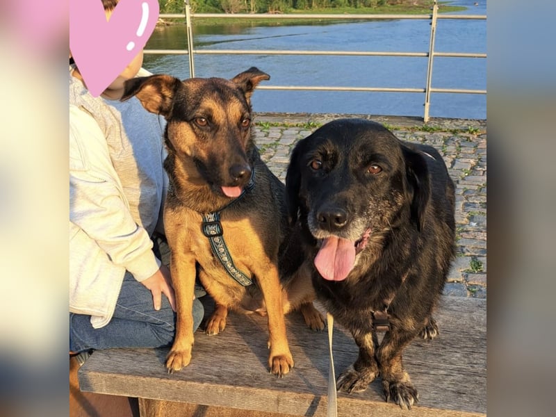 Traumwesen Senka wartet in Bingen