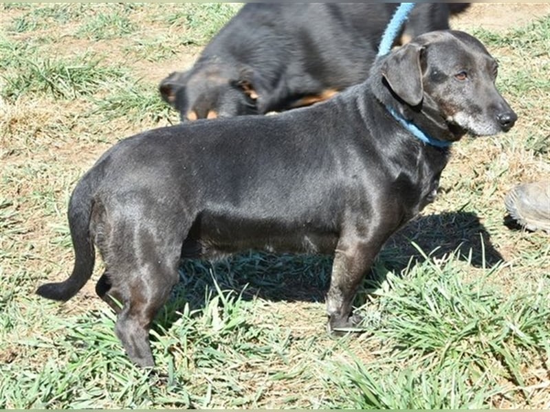 Anna & Scooby (Handicaphund) suchen eine Familie