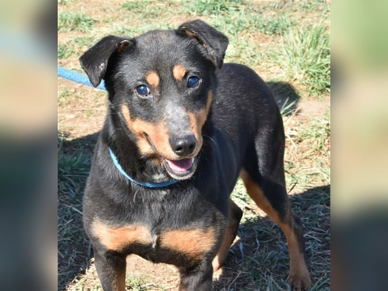 Anna & Scooby (Handicaphund) suchen eine Familie