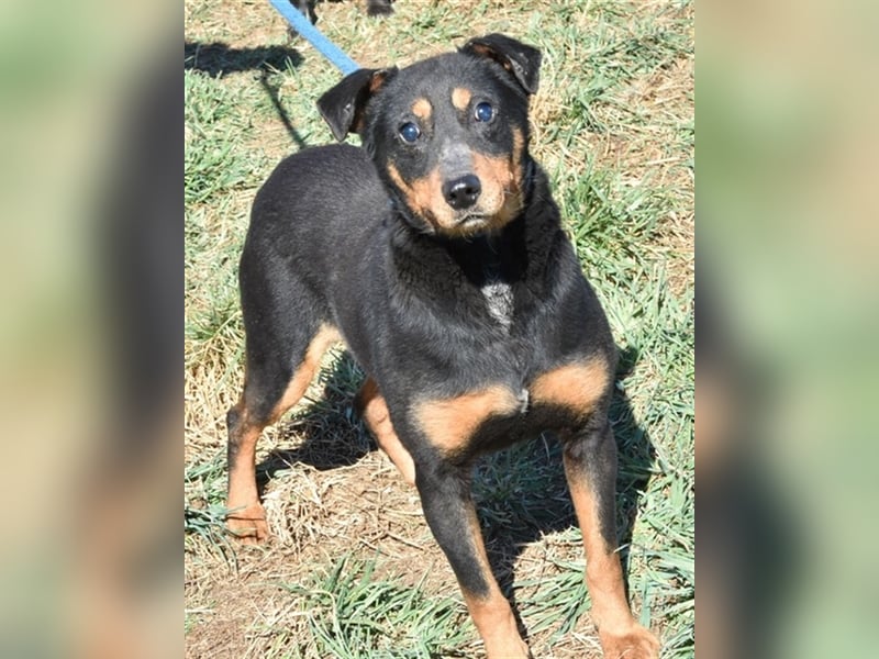Anna & Scooby (Handicaphund) suchen eine Familie