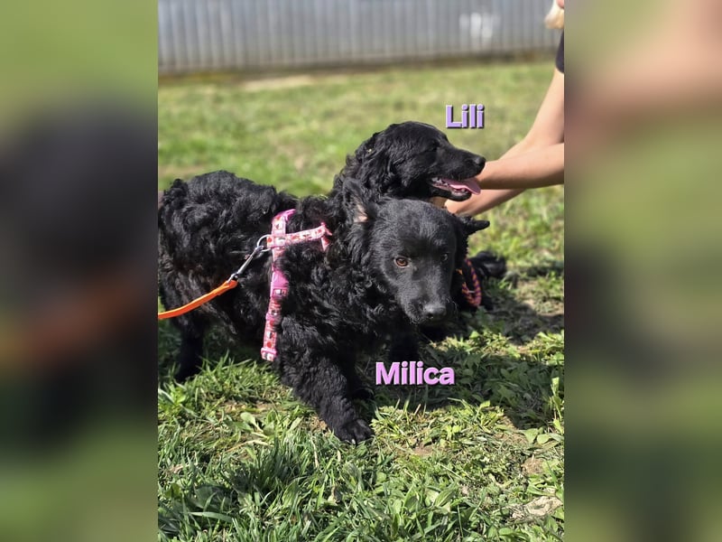 ❤️ Milica