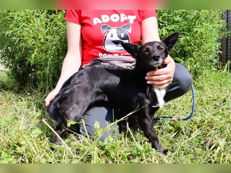 Hedi, Mix Dackel / Chihuahua, lieb und verträglich