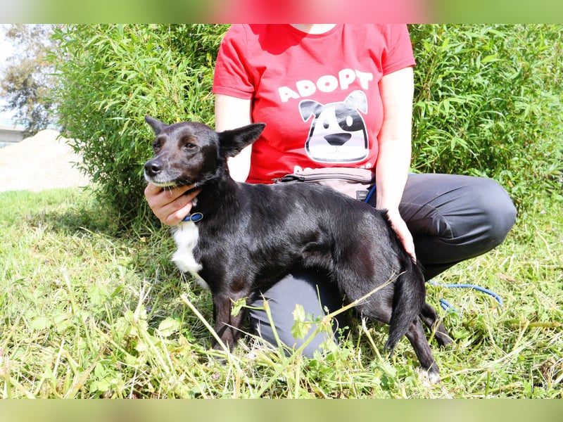 Hedi, Mix Dackel / Chihuahua, lieb und verträglich