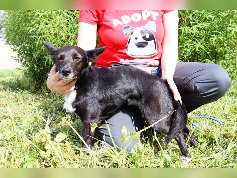 Hedi, Mix Dackel / Chihuahua, lieb und verträglich