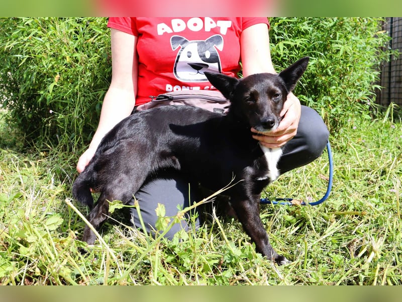 Hedi, Mix Dackel / Chihuahua, lieb und verträglich