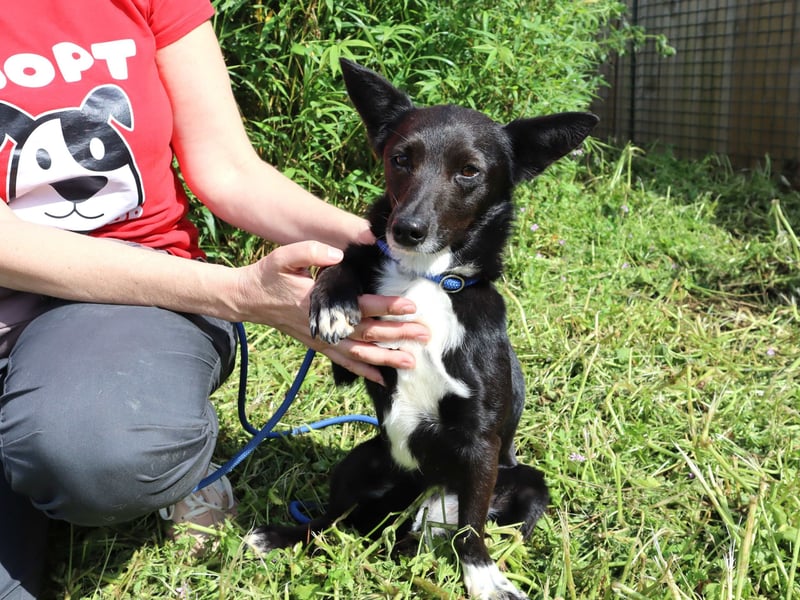 Hedi, Mix Dackel / Chihuahua, lieb und verträglich