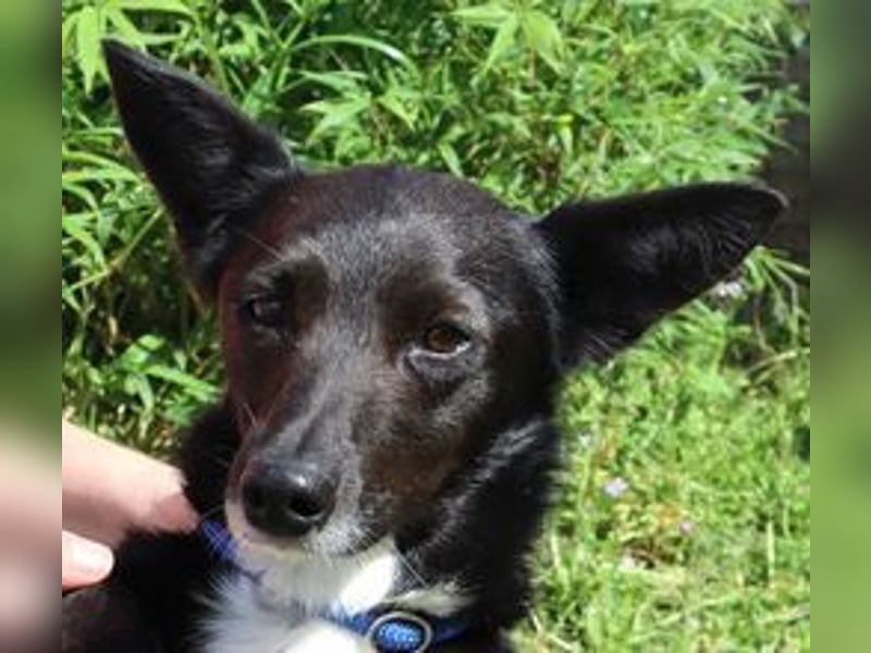 Hedi, Mix Dackel / Chihuahua, lieb und verträglich