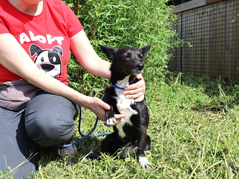 Hedi, Mix Dackel / Chihuahua, lieb und verträglich