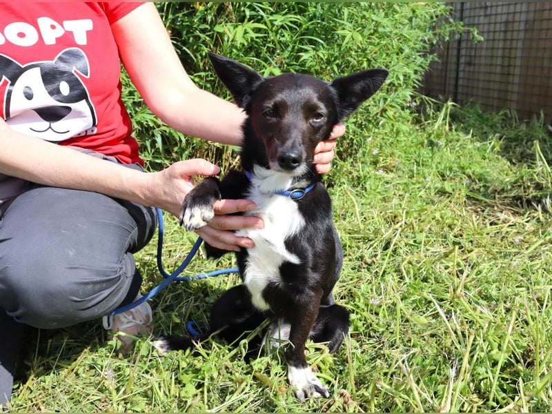 Hedi, Mix Dackel / Chihuahua, lieb und verträglich