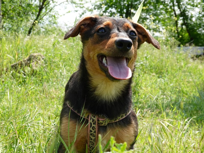 Kleine Riva sucht eine Familie