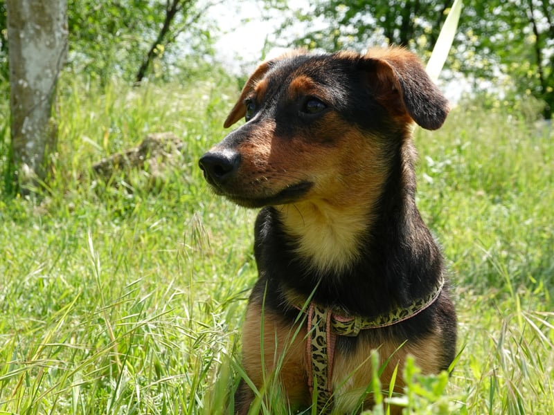 Kleine Riva sucht eine Familie
