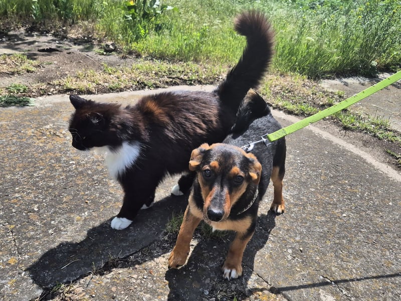 Kleine Riva sucht eine Familie