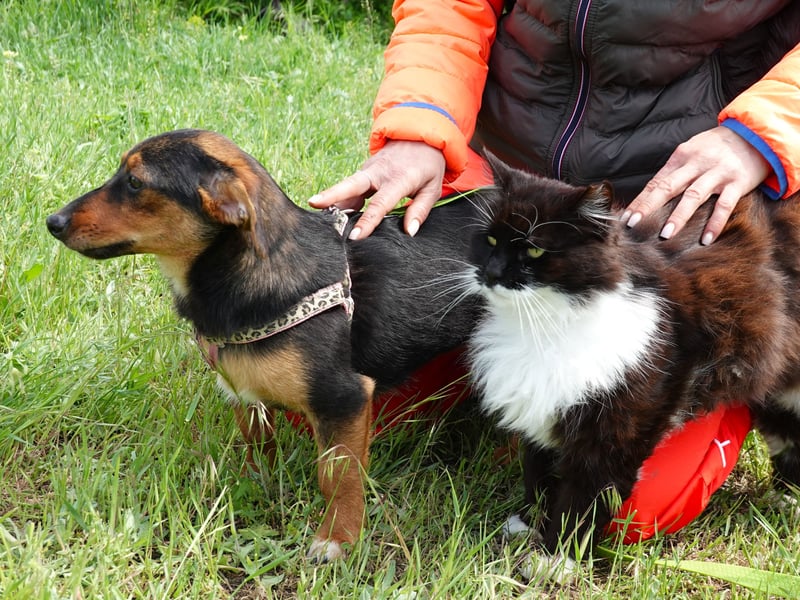 Kleine Riva sucht eine Familie